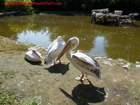 la famille Pelican