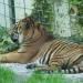 Le tigre se repose