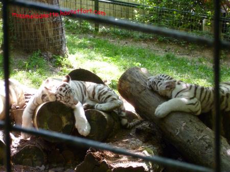 La sieste des petits tigres blancs