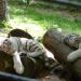 La sieste des petits tigres blancs
