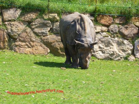 Voici un rhino très féroce